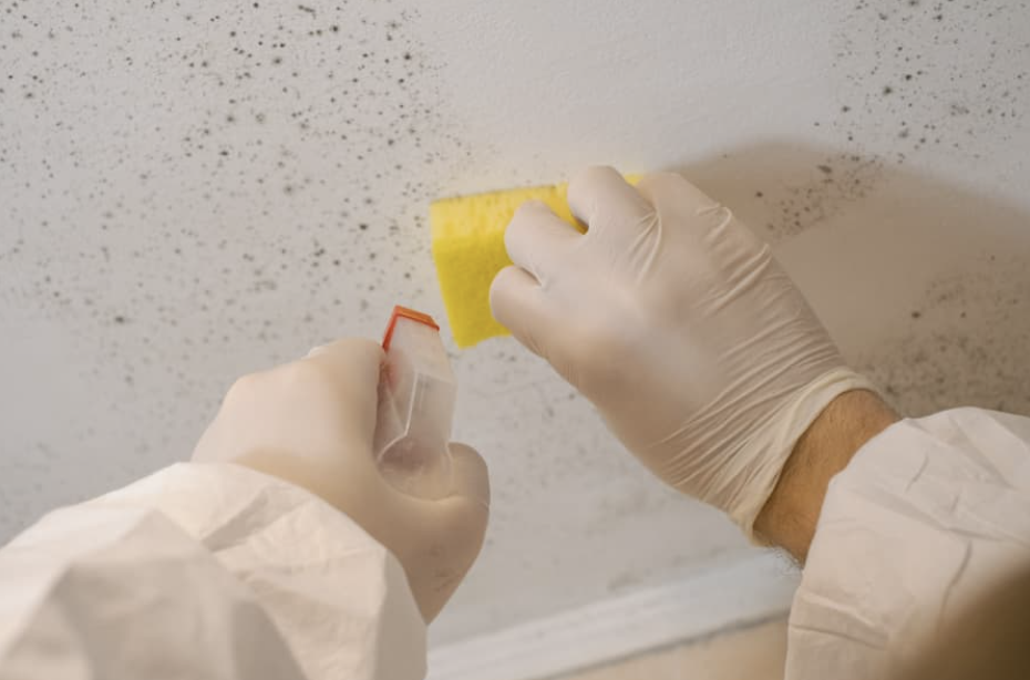 Remove basement mold today - One Call Restoration